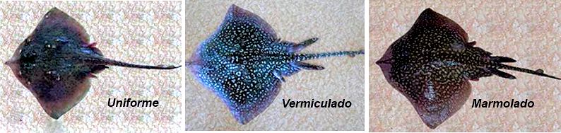 Raja clavata_policromismo_02.jpg
